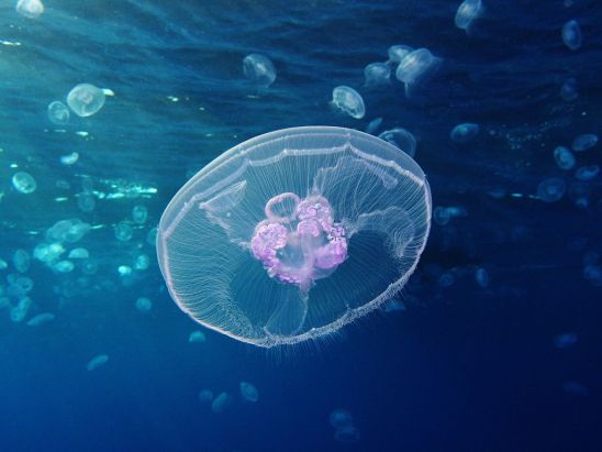 source: https://en.wikipedia.org/wiki/Jellyfish#/media/File:Moon_jellyfish_at_Gota_Sagher.JPG